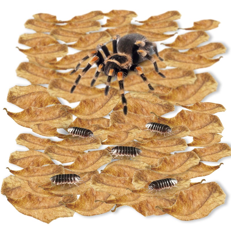 SunGrow 100 Pack Leaf Litter for Spider, Cricket & Isopod, Mini Catappa Dried Indian Almond Leaves, for Vivarium, Terrarium & Aquarium, Mimics Familiar Habitat & Perfect Hiding Spot, Terrarium Décor - Image 1